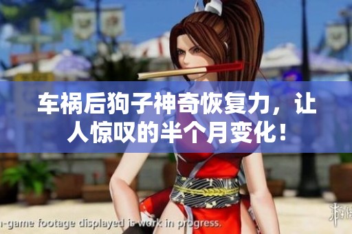车祸后狗子神奇恢复力，让人惊叹的半个月变化！